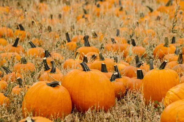 Pompoen patch — Stockfoto