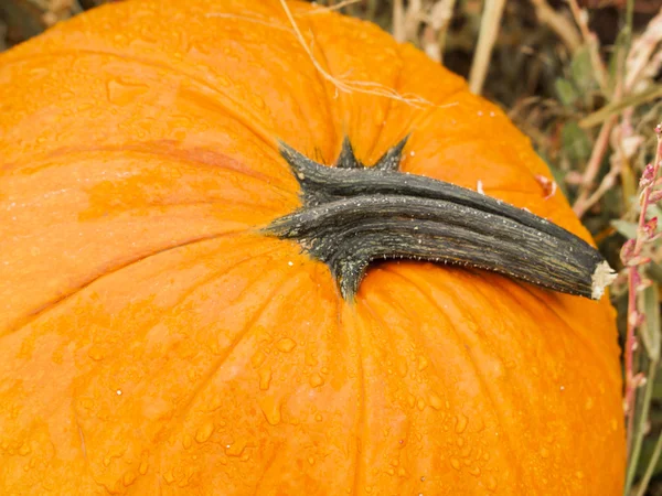 Pumpkin patch — Stock Photo, Image