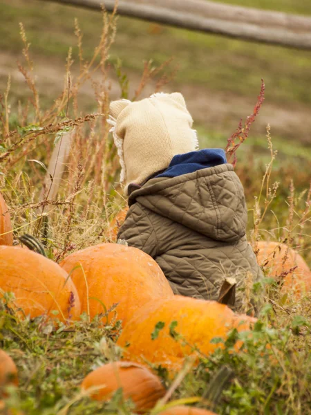 Patch di zucca — Foto Stock