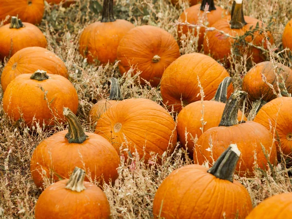 Pumpkin patch — Stockfoto