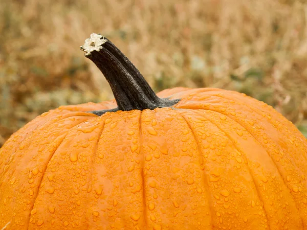 Pumpkin patch — Stock Photo, Image