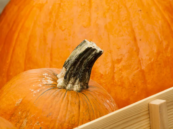 Parche de calabaza — Foto de Stock