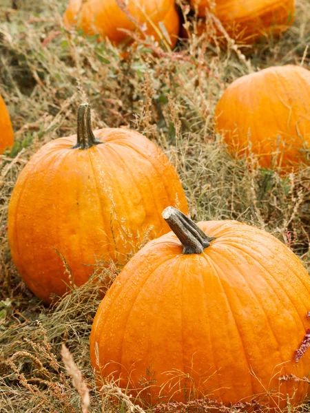 Pompoen patch — Stockfoto