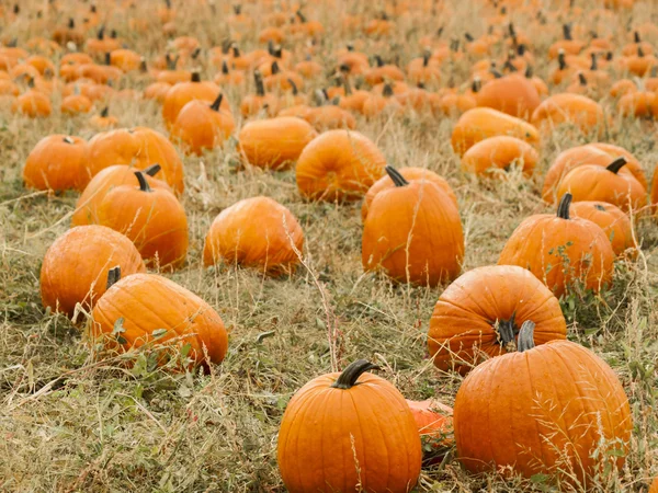 Parche de calabaza —  Fotos de Stock