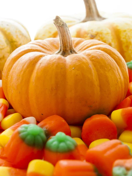 Mini Pumpkins — Stock Photo, Image