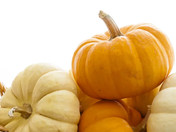 Mini calabazas — Foto de Stock