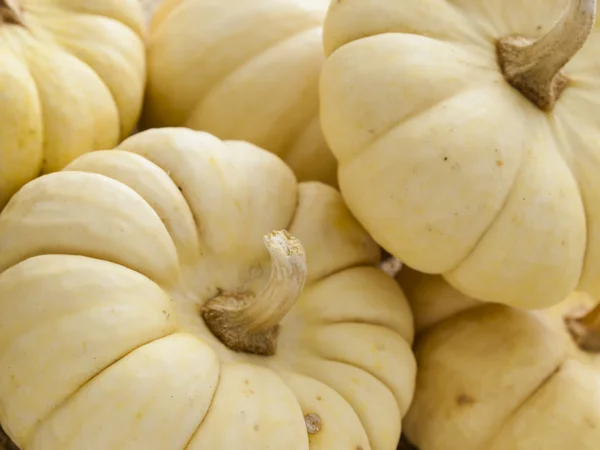 Mini calabazas — Foto de Stock