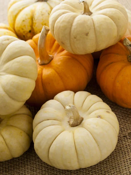 Mini calabazas —  Fotos de Stock