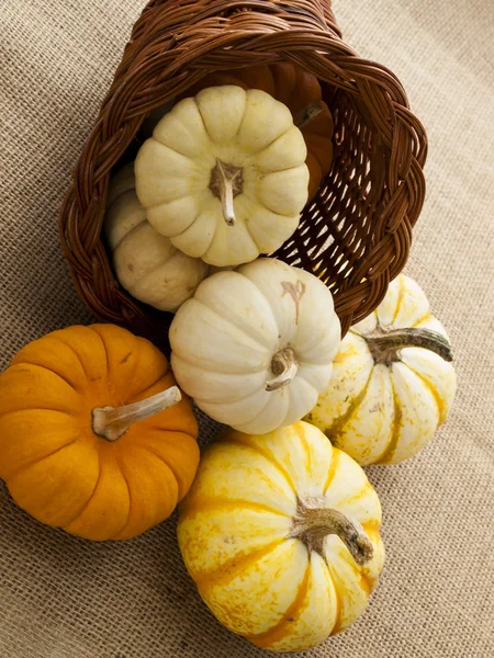 Mini Pumpkins — Stock Photo, Image