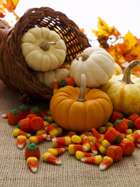 Mini Pumpkins — Stock Photo, Image