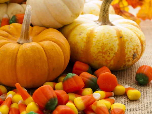 Mini Pumpkins — Stock Photo, Image