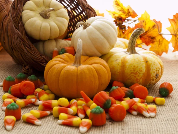 Mini Pumpkins — Stock Photo, Image