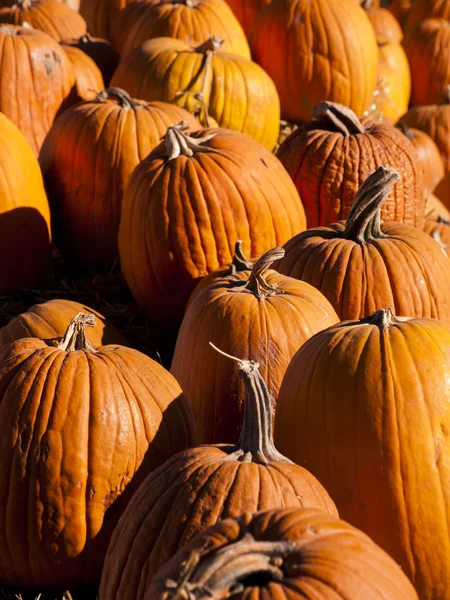 Parche de calabaza — Foto de Stock