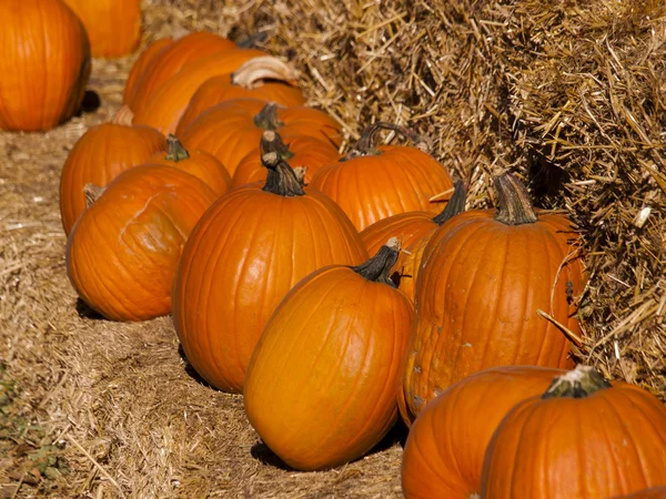 Pumpkin Patch — Stock Photo, Image