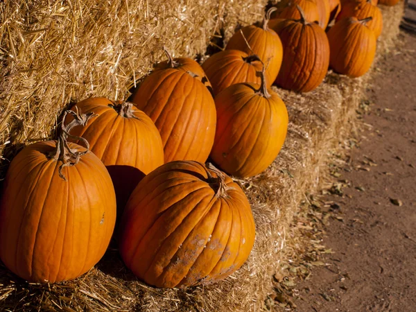 Parche de calabaza —  Fotos de Stock