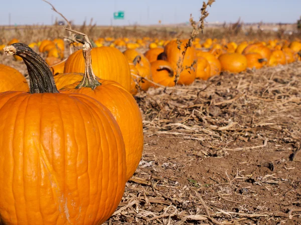 Pumpkin patch — Stockfoto