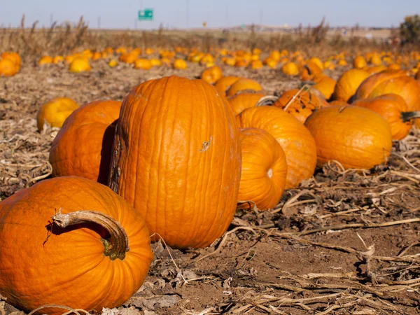 Pumpkin patch — Stockfoto