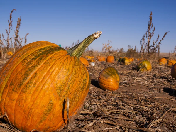 Pumpkin patch — Stockfoto