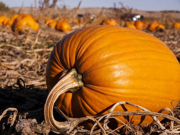 Pumpkin Patch — Stock Photo, Image