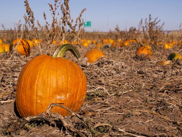 Pumpkin patch — Stockfoto