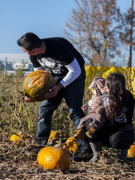 Pumpkin Partch — Stock Photo, Image