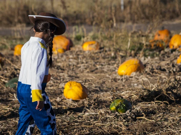 Pumpkin Partch — Stock Photo, Image