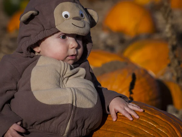 Pumpkin Partch — Stock Photo, Image