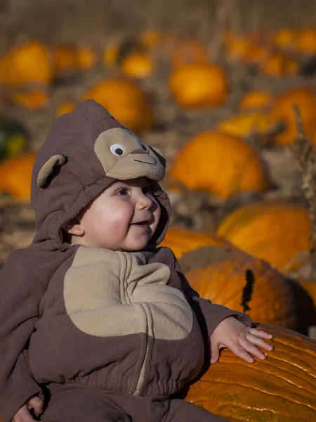 Zucca Partch — Foto Stock