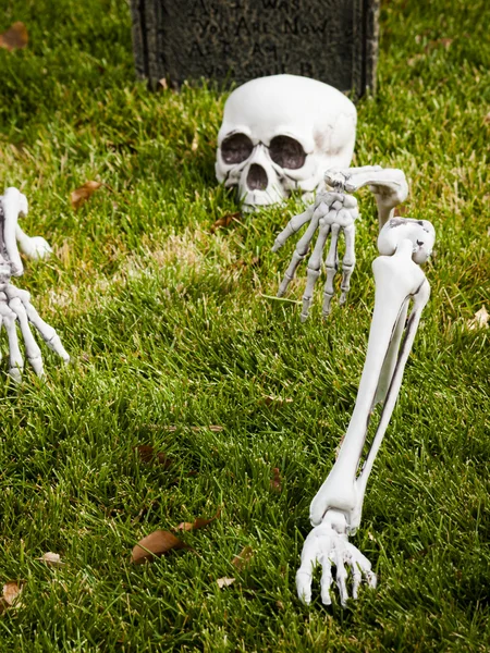 Halloween decorations — Stock Photo, Image