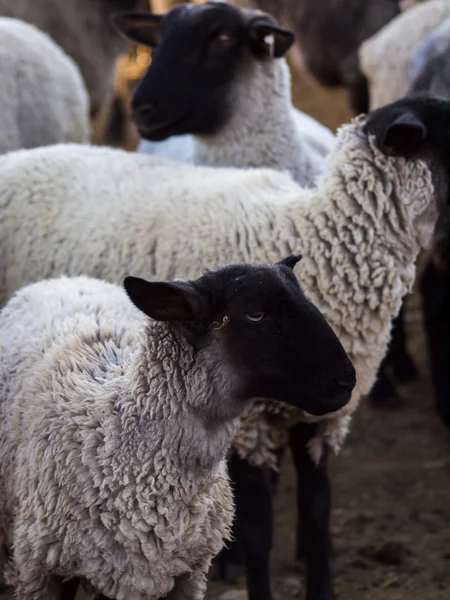 Sheep — Stock Photo, Image