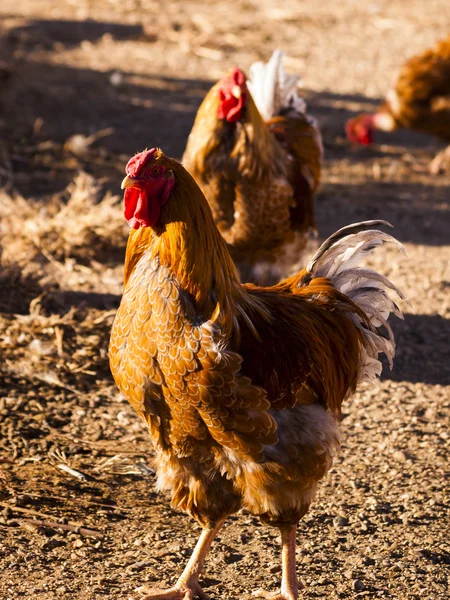 Granja de pollo —  Fotos de Stock