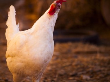 tavuk çiftliği