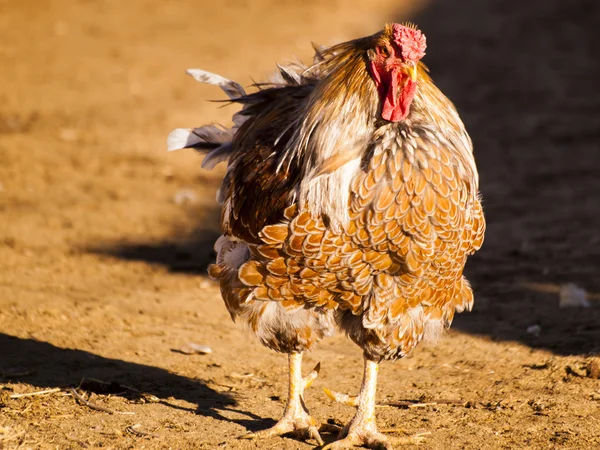 Granja de pollo —  Fotos de Stock