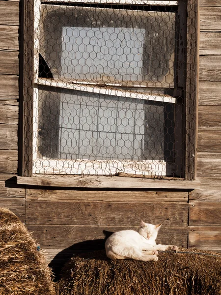 Poesje — Stockfoto