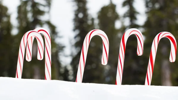 Candy Cane — Stock Photo, Image