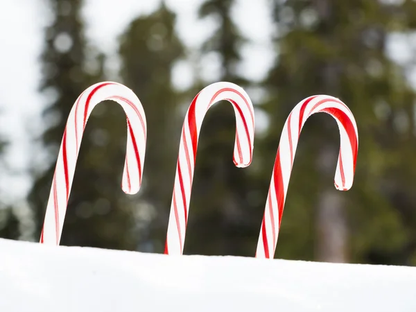 Candy Cane — Stock Photo, Image