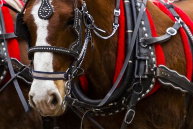 Atlı araba yolculuğu