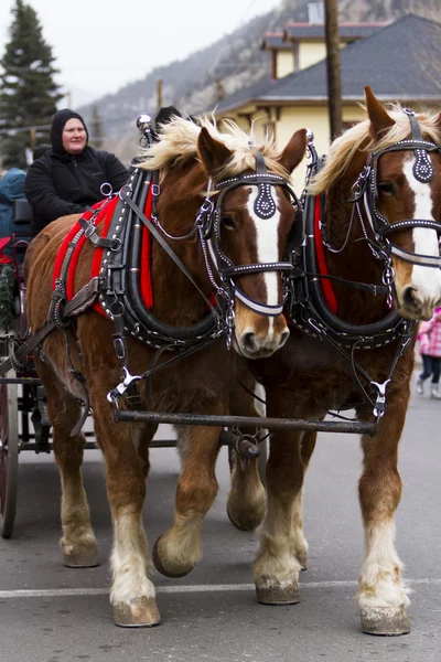 Paarden getrokken wagen rit — Stockfoto