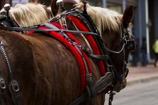 Atlı araba yolculuğu