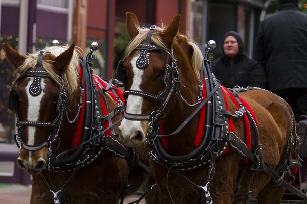 Paarden getrokken wagen rit — Stockfoto