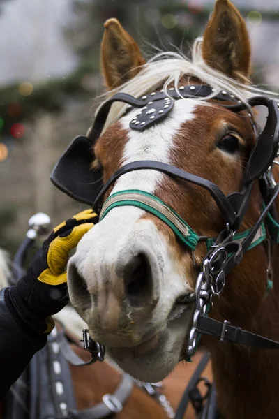 Atlı araba yolculuğu