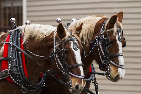 Jazdy konnej kombi — Zdjęcie stockowe