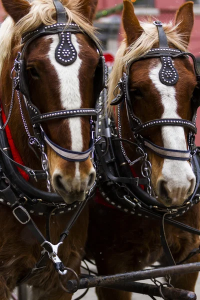 Paseo en carreta tirado por caballos — Foto de Stock