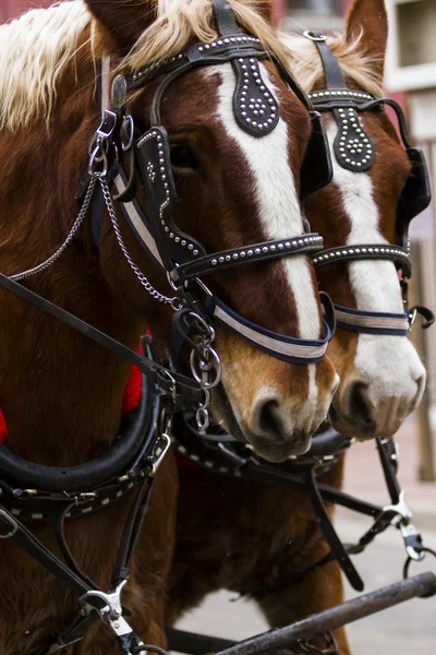 Promenade en chariot tiré par des chevaux — Photo