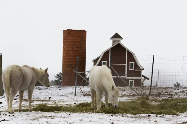 Witte paarden — Stockfoto