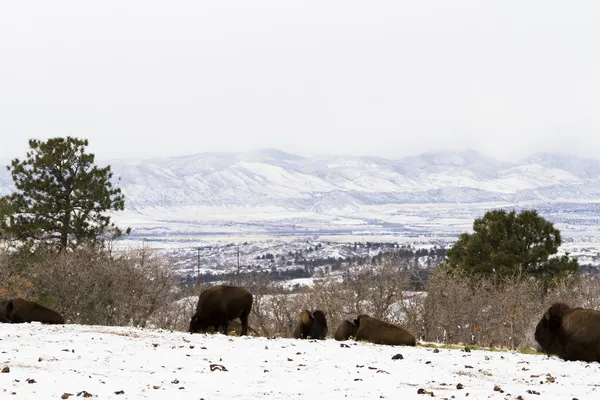 Buffalo — Stock Photo, Image