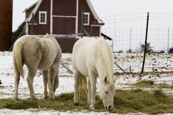 Chevaux blancs — Photo