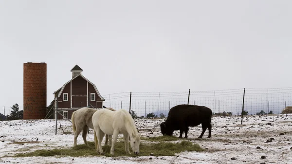 Білі коні — стокове фото
