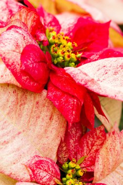 Poinsettias