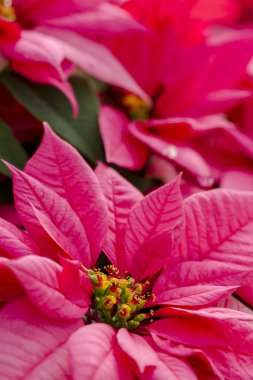 Poinsettias